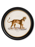 Discover c.1800s Lion Lioness pair Oxford Round framed prints UK

