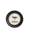 Discover c.1837's British Coastal Birds Round Frame Oxford Round 70x70cm UK
