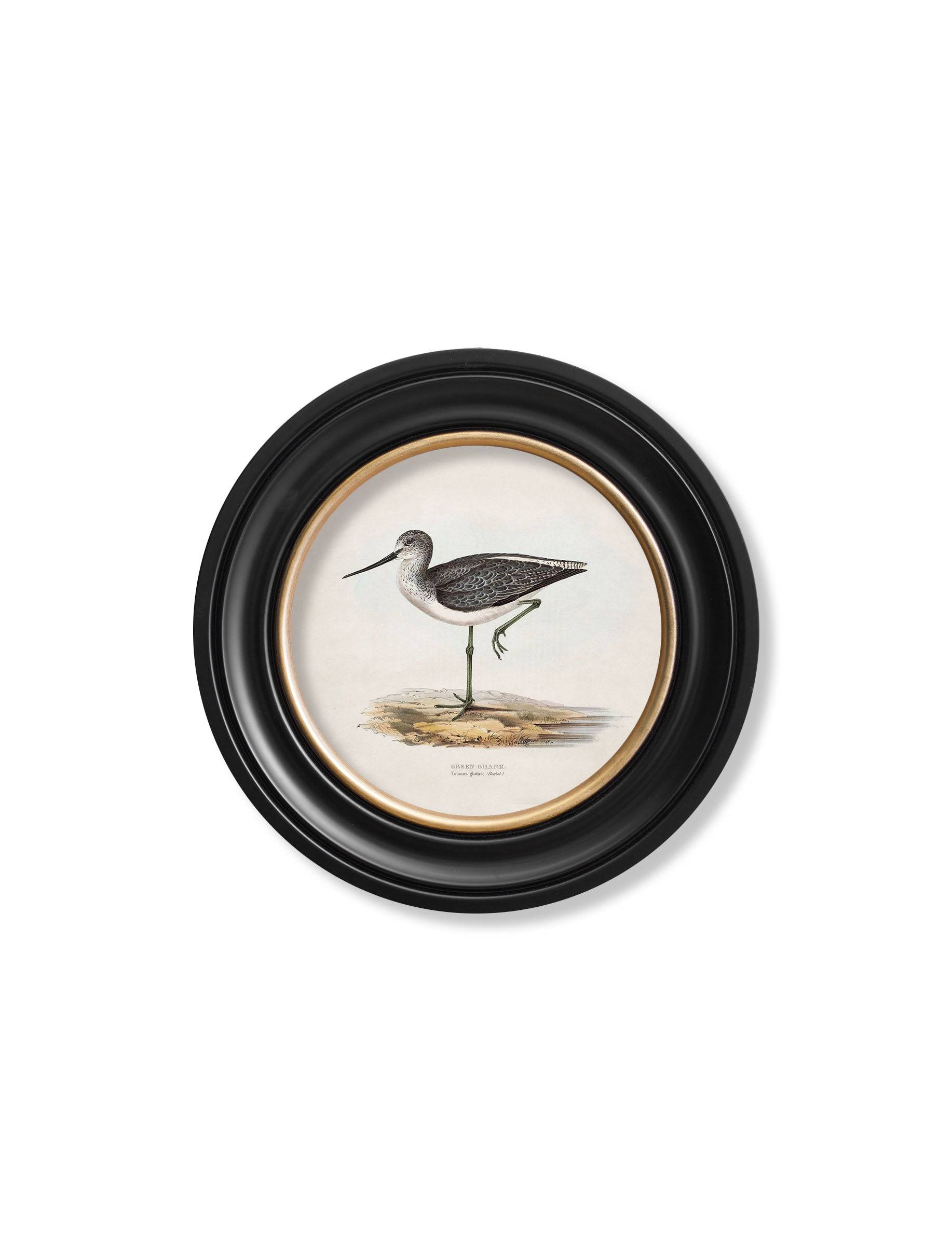 Discover c.1837's British Coastal Birds Round Frame Oxford Round 70x70cm UK
