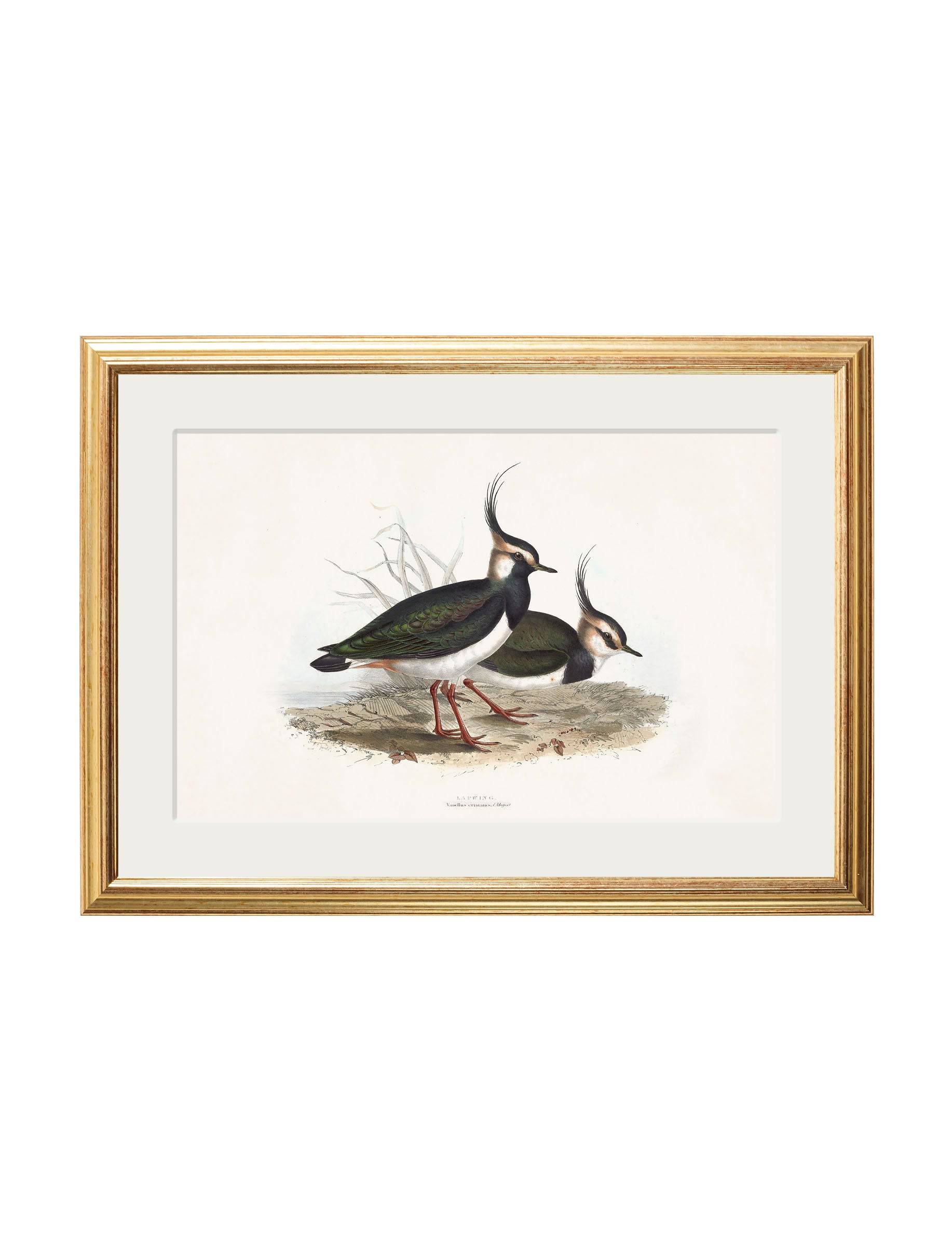 Discover c.1837's British Coastal Birds collection of four framed prints
