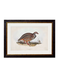 Discover c.1837's British Game Birds set of four framed prints UK
