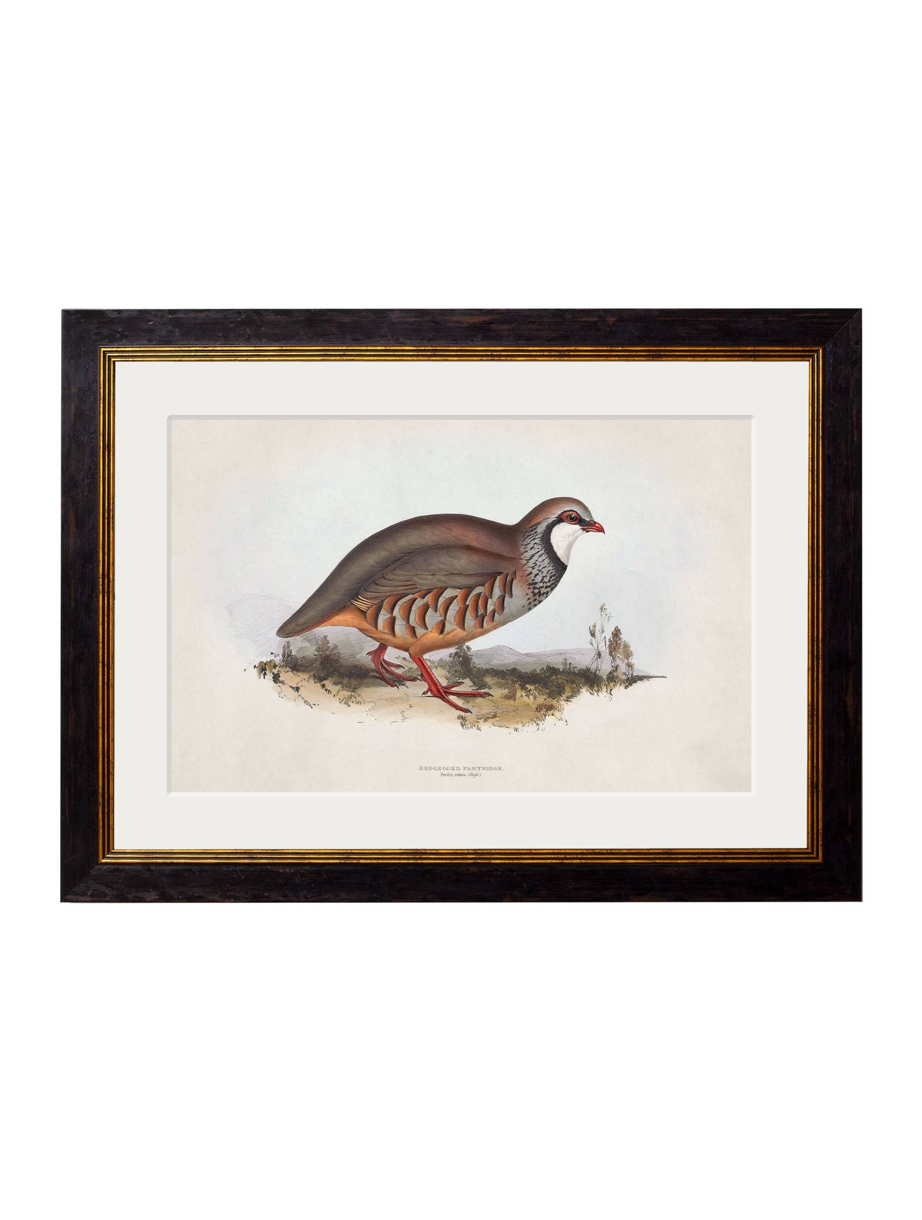 Discover c.1837's British Game Birds set of four framed prints UK
