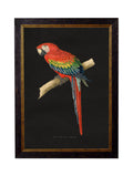 Discover c.1884 Macaws Dark Background gallery wall prints UK
