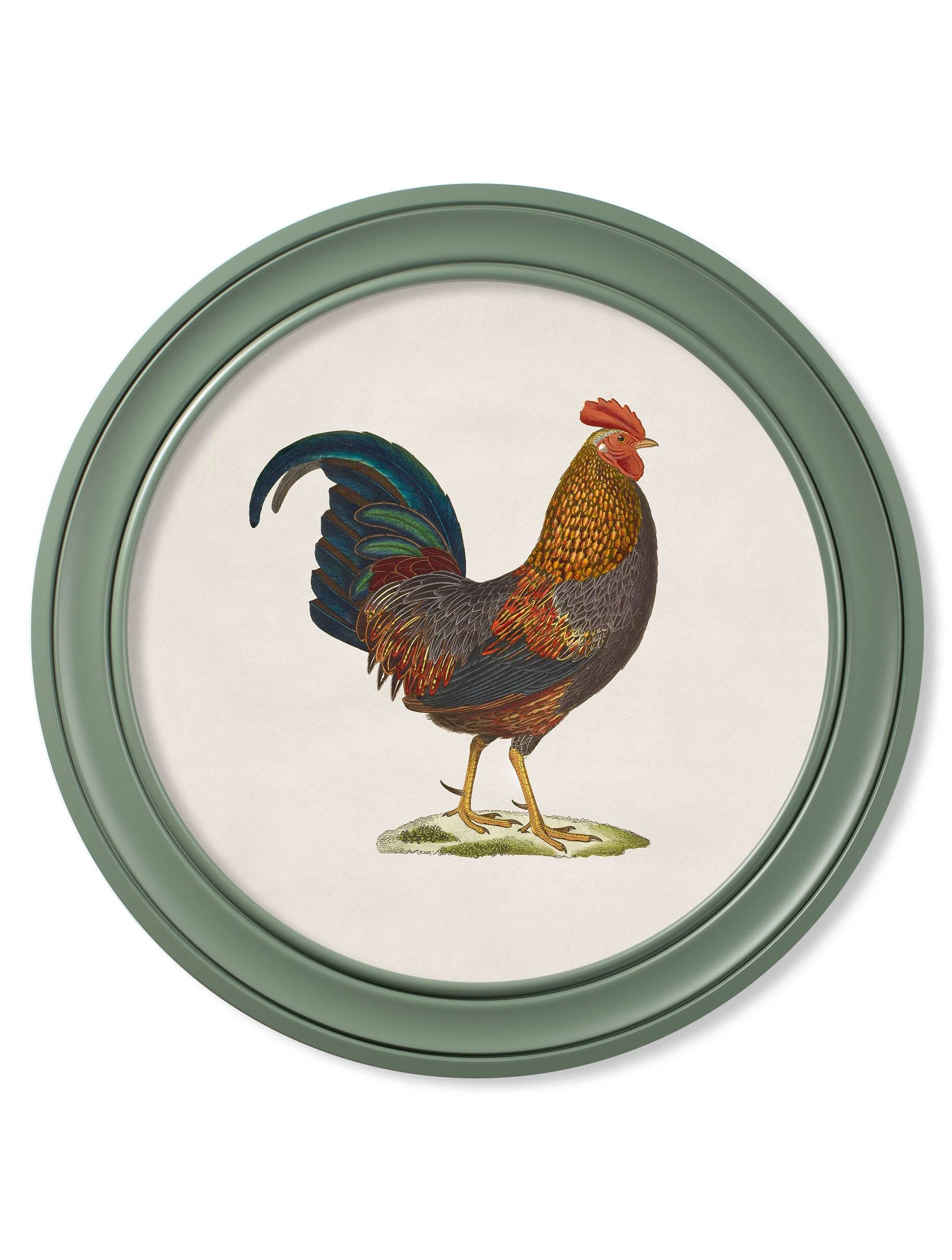 Discover hand-coloured 1838 junglefowl print green round frame Blythe Living
