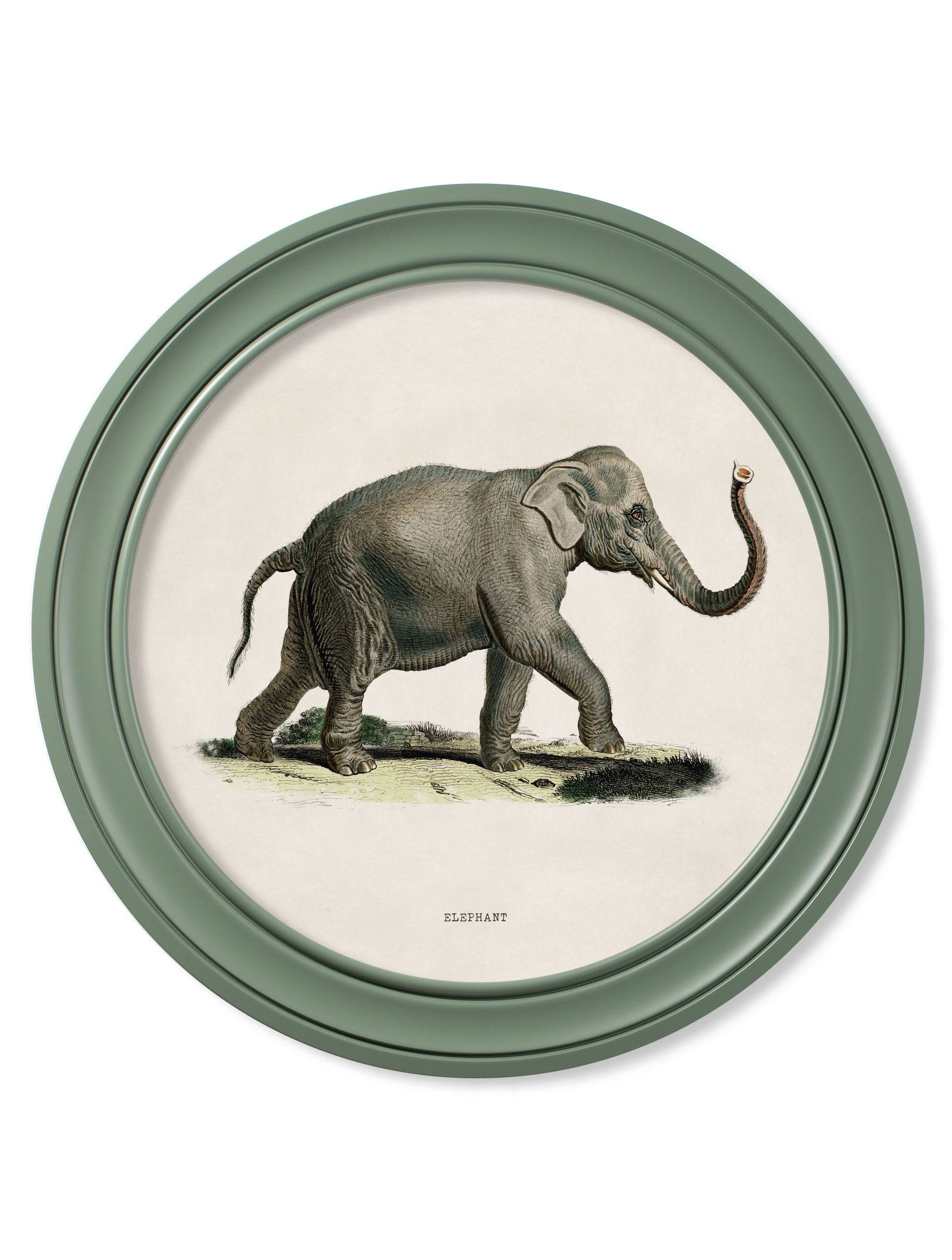 Discover remastered 1846 Indian elephant pair print green round frame
