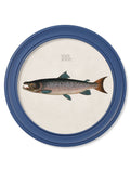 Discover vintage French salmon print in blue round frame
