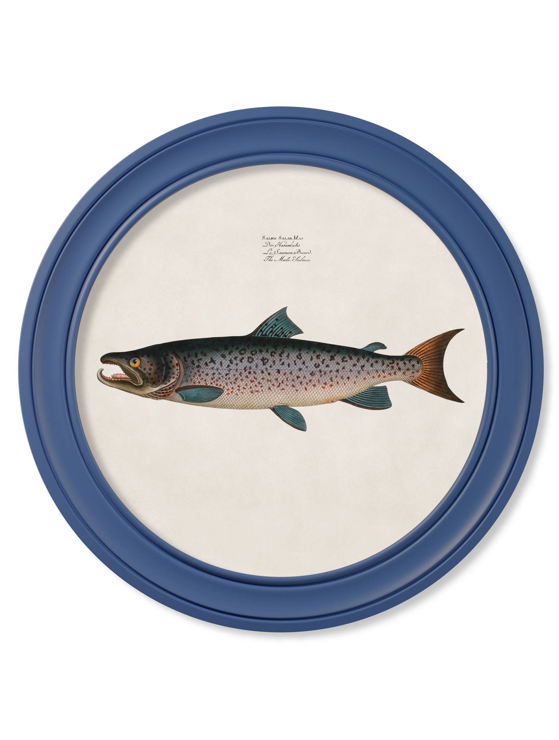 Discover vintage French salmon print in blue round frame
