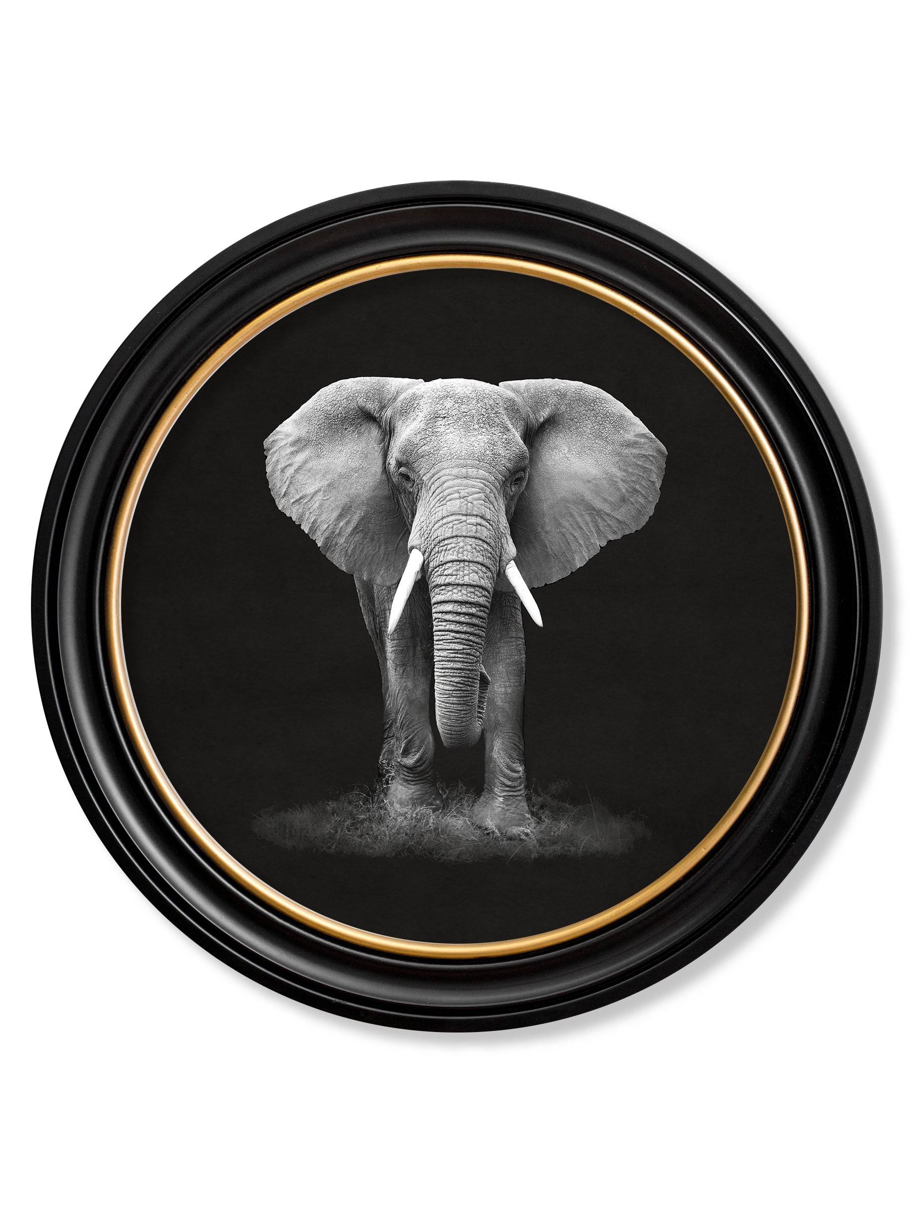 Wildlife Photography - Elephant - Round Frame - Blythe Living