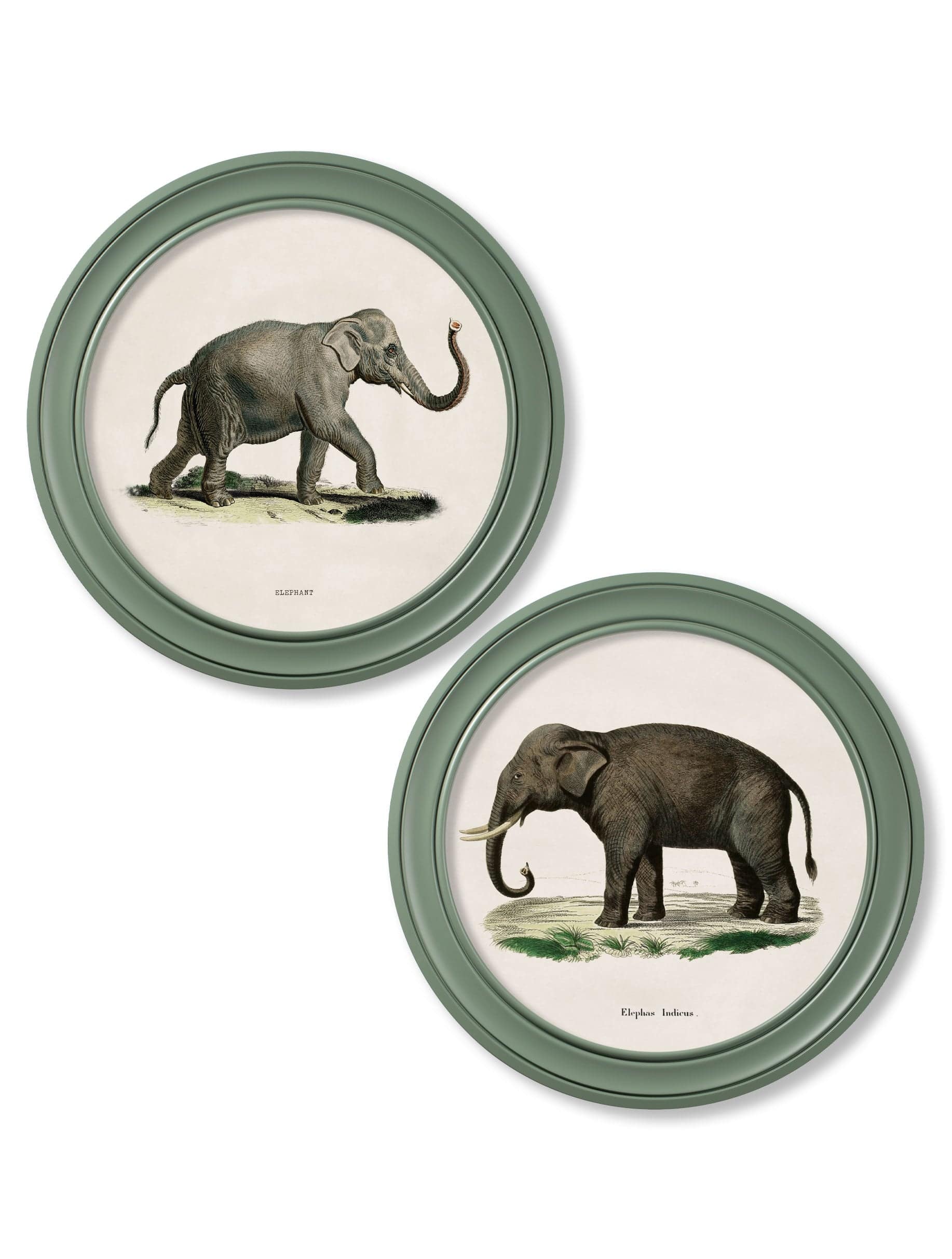 c.1846 Elephants in Round Frame Green - Blythe Living