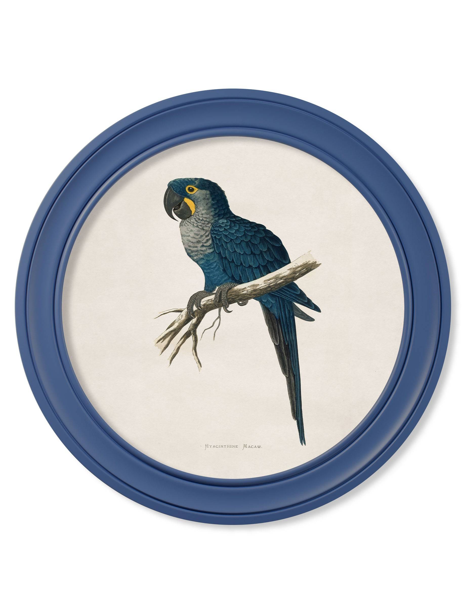 Explore WT Greene 19th century macaw prints blue sustainable round frames
