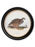 Explore c.1837's British Game Birds Round Frame Snipe print buy online UK
