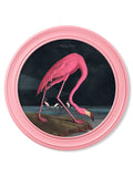 c.1838 Audubon's Flamingo - Dark - Round Frame Pink - Blythe Living