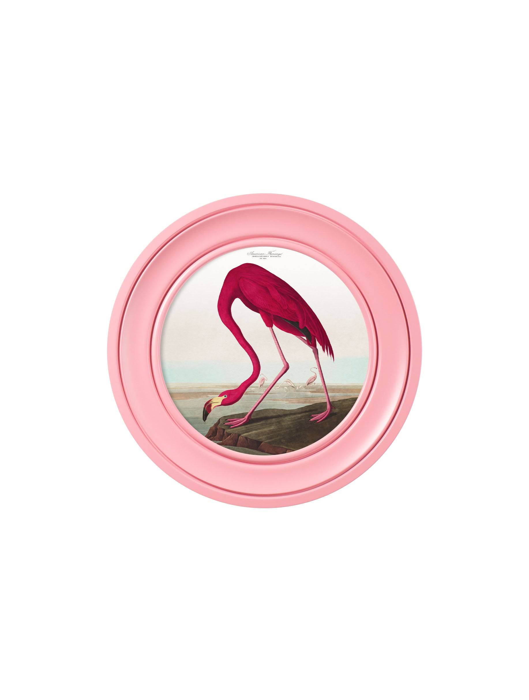 c.1838 Audubon's Flamingo in Pink Frame - Blythe Living