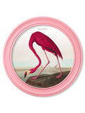 c.1838 Audubon's Flamingo in Pink Frame - Blythe Living