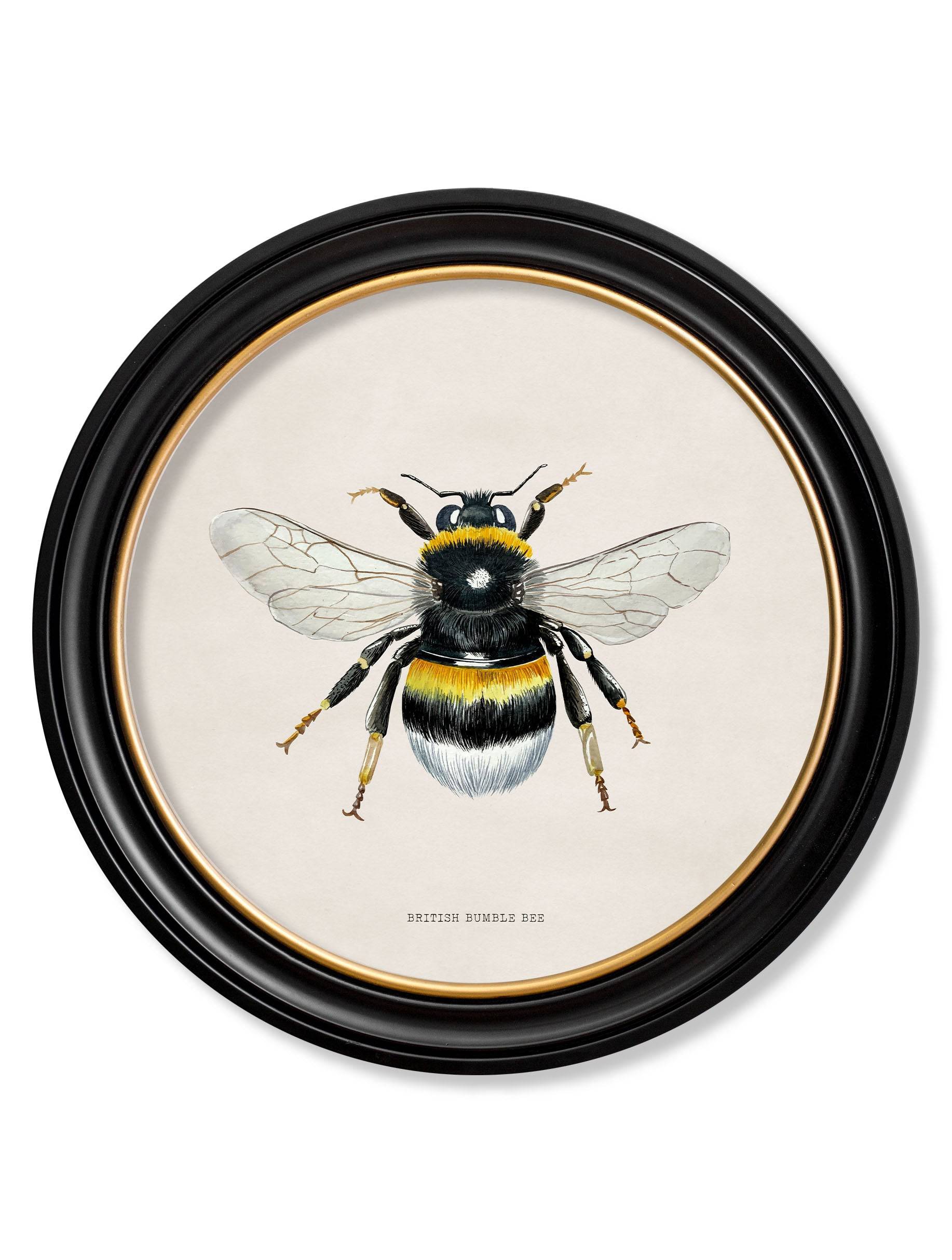 For sale British Bumble Bee round framed wall art