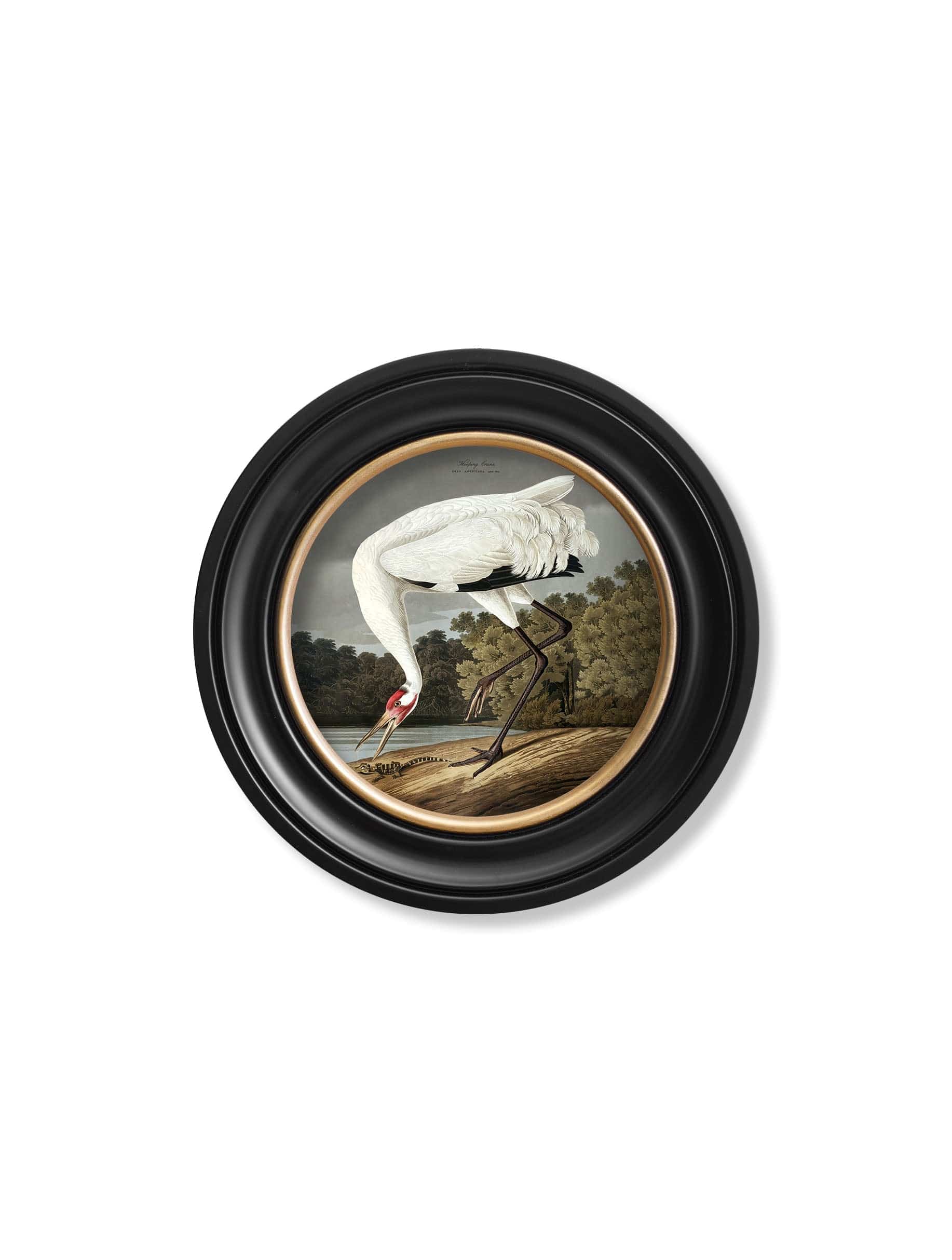 For sale large 120cm Hooping Crane circular wall decor