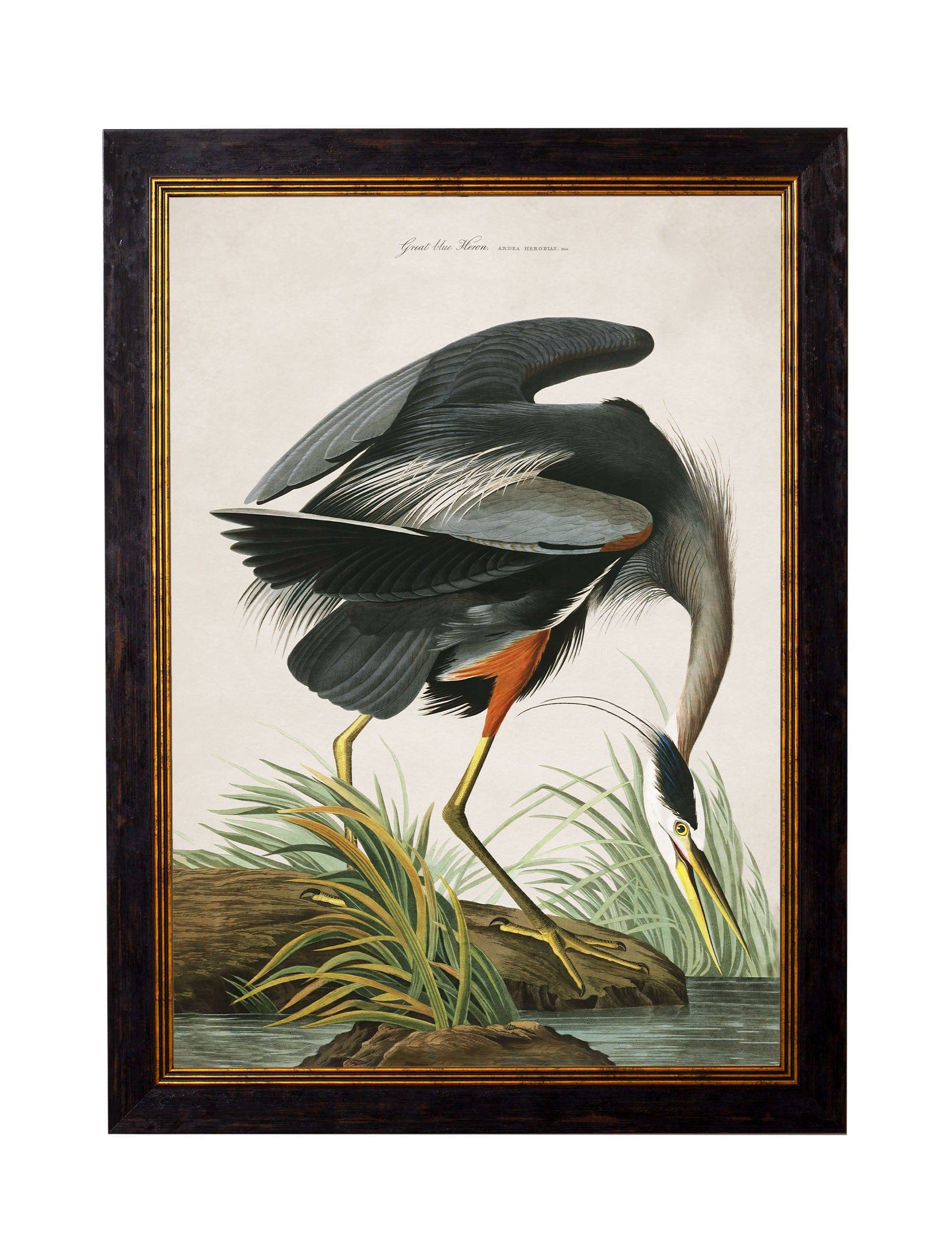 For sale large 135cm Audubon Great Blue Heron wall decor