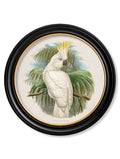 For sale left facing cockatoo round wall art Britain