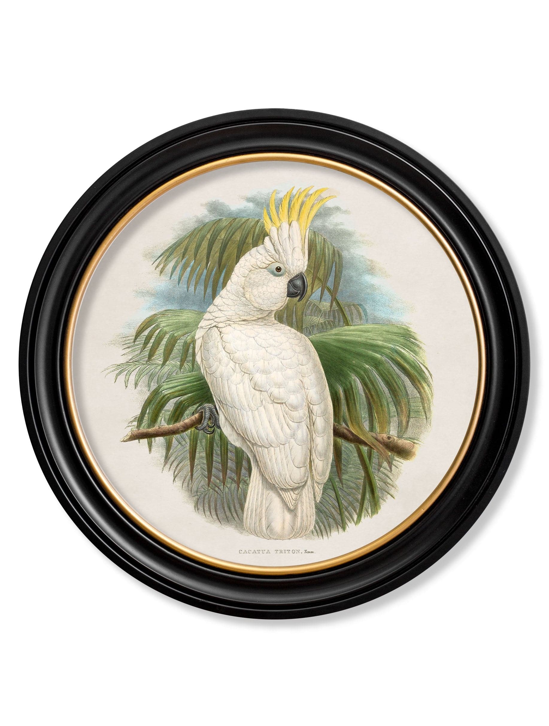 For sale left facing cockatoo round wall art Britain