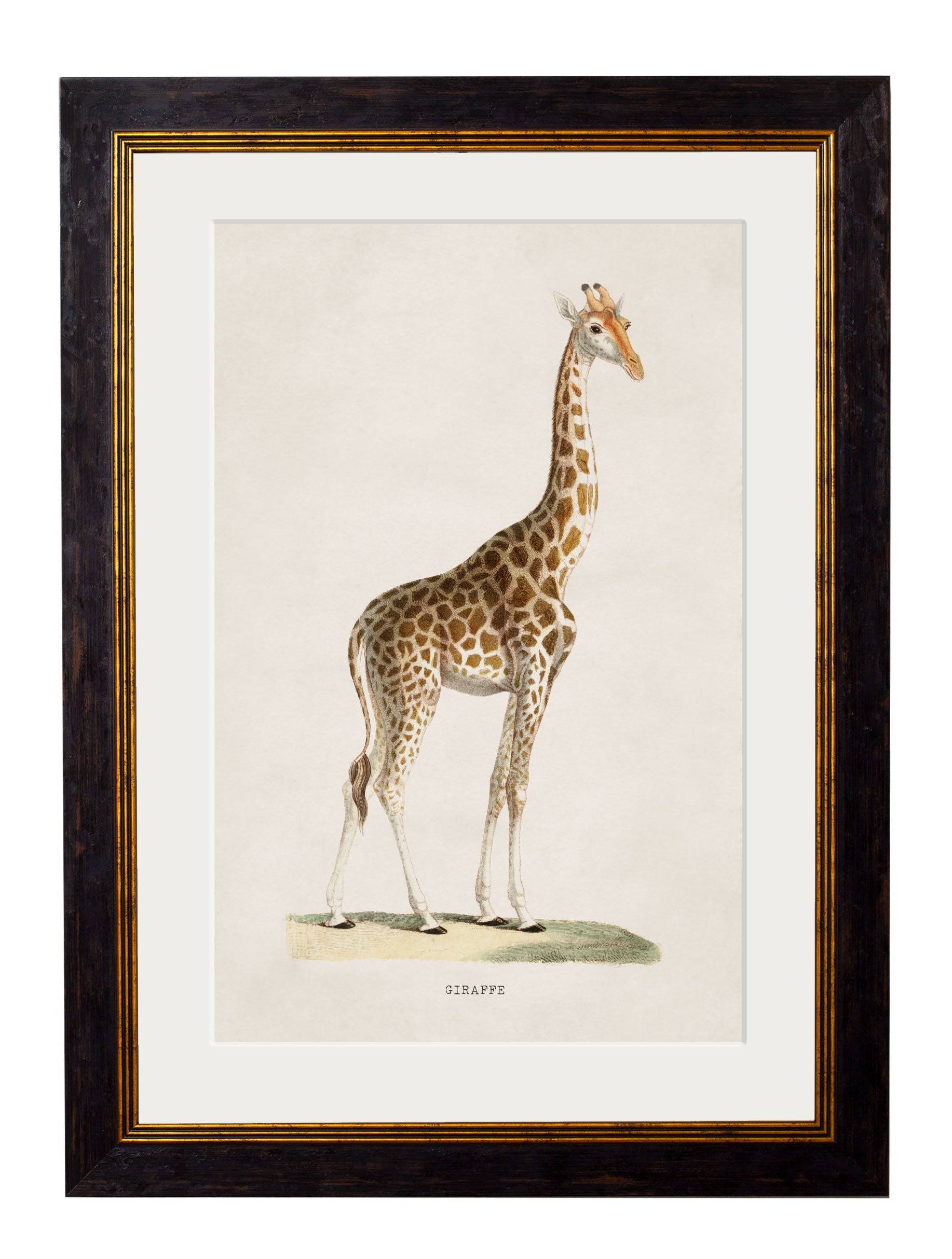 c.1836 Giraffe - Blythe Living