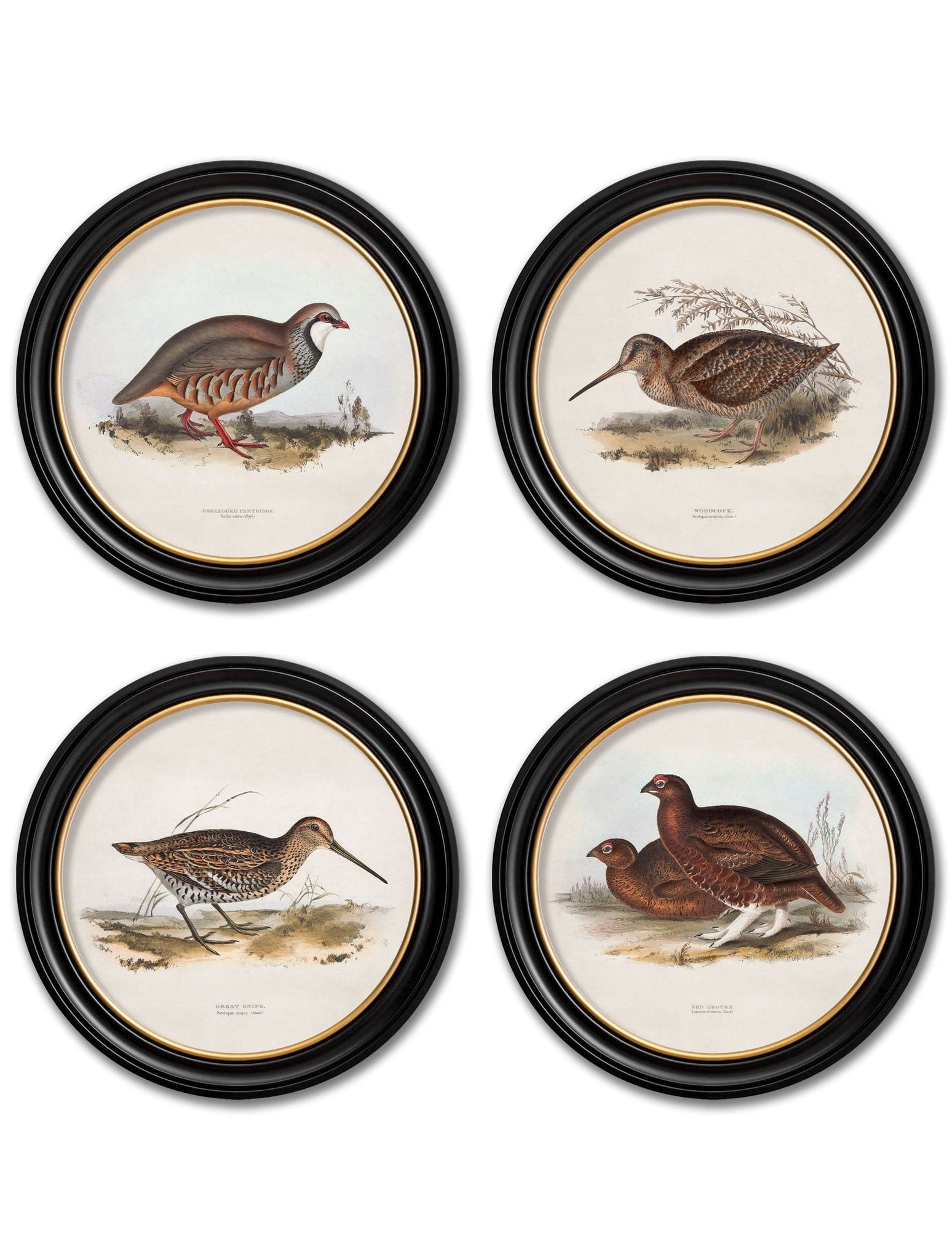 c.1837's British Game Birds - Round - Blythe Living