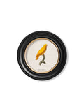 Get C.1800's Pacific Parrotlet Portrait in Custom-Made Round Wood Frame