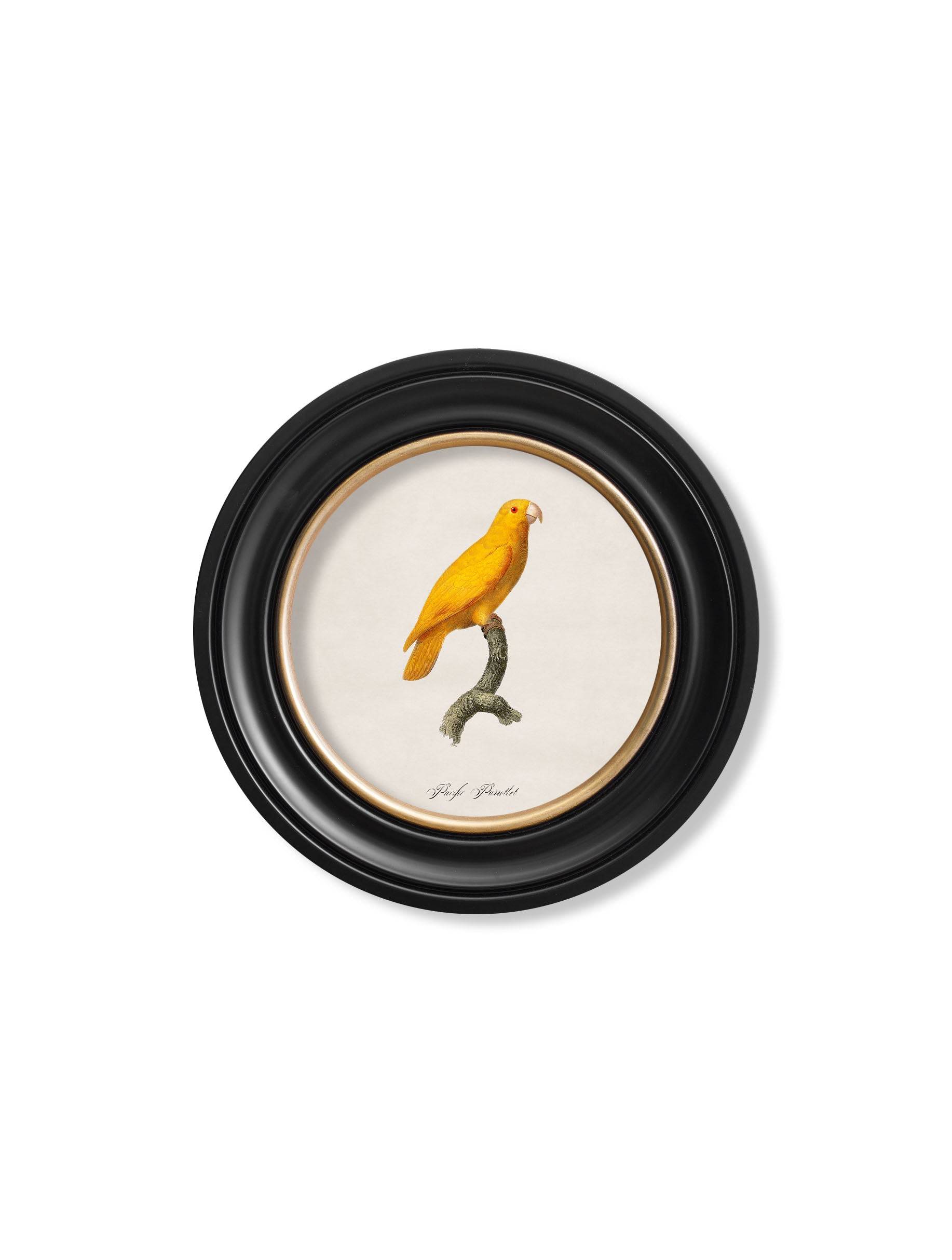 Get C.1800's Pacific Parrotlet Portrait in Custom-Made Round Wood Frame