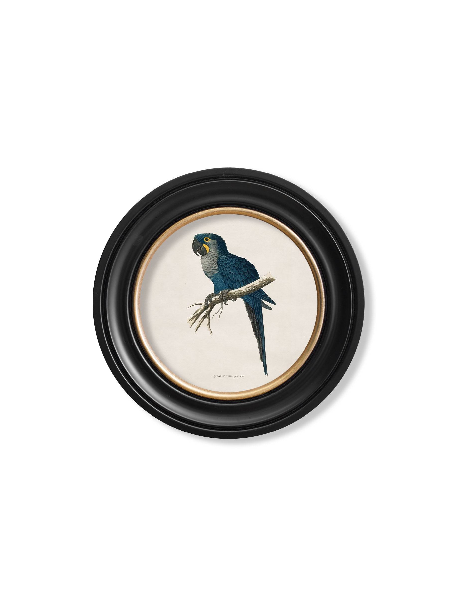 Get C.1884 Red and Blue Macaw Portrait in Custom-Made Sustainable Round Frame
