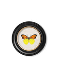 Get Collection of 3 c.1835 Tropical Butterflies in Custom-Made Round Wood Frames