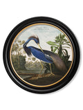 Get Grand 120cm c.1838 Audubon's Herons Statement Art in Round Wood Frame