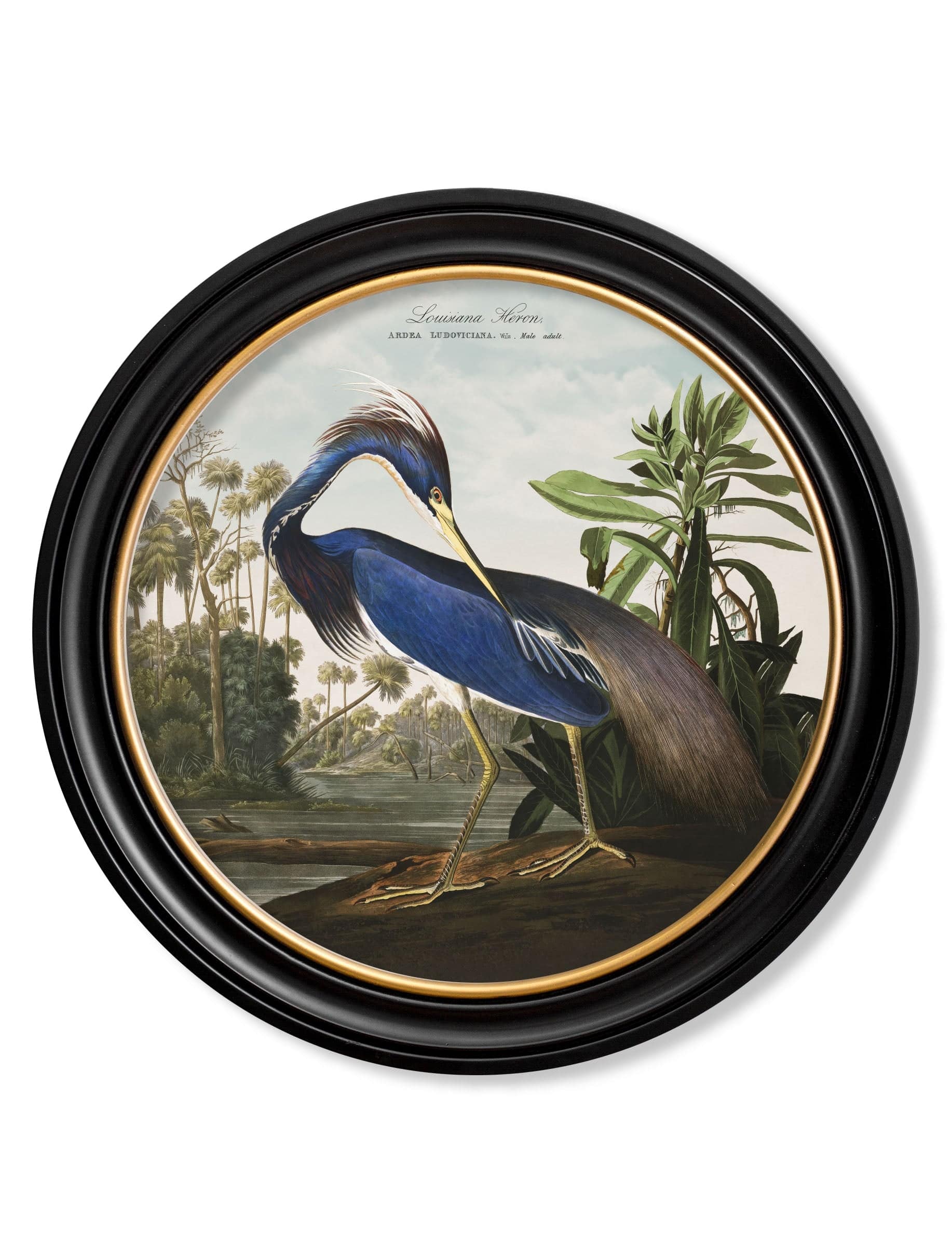 Get Grand 120cm c.1838 Audubon's Herons Statement Art in Round Wood Frame