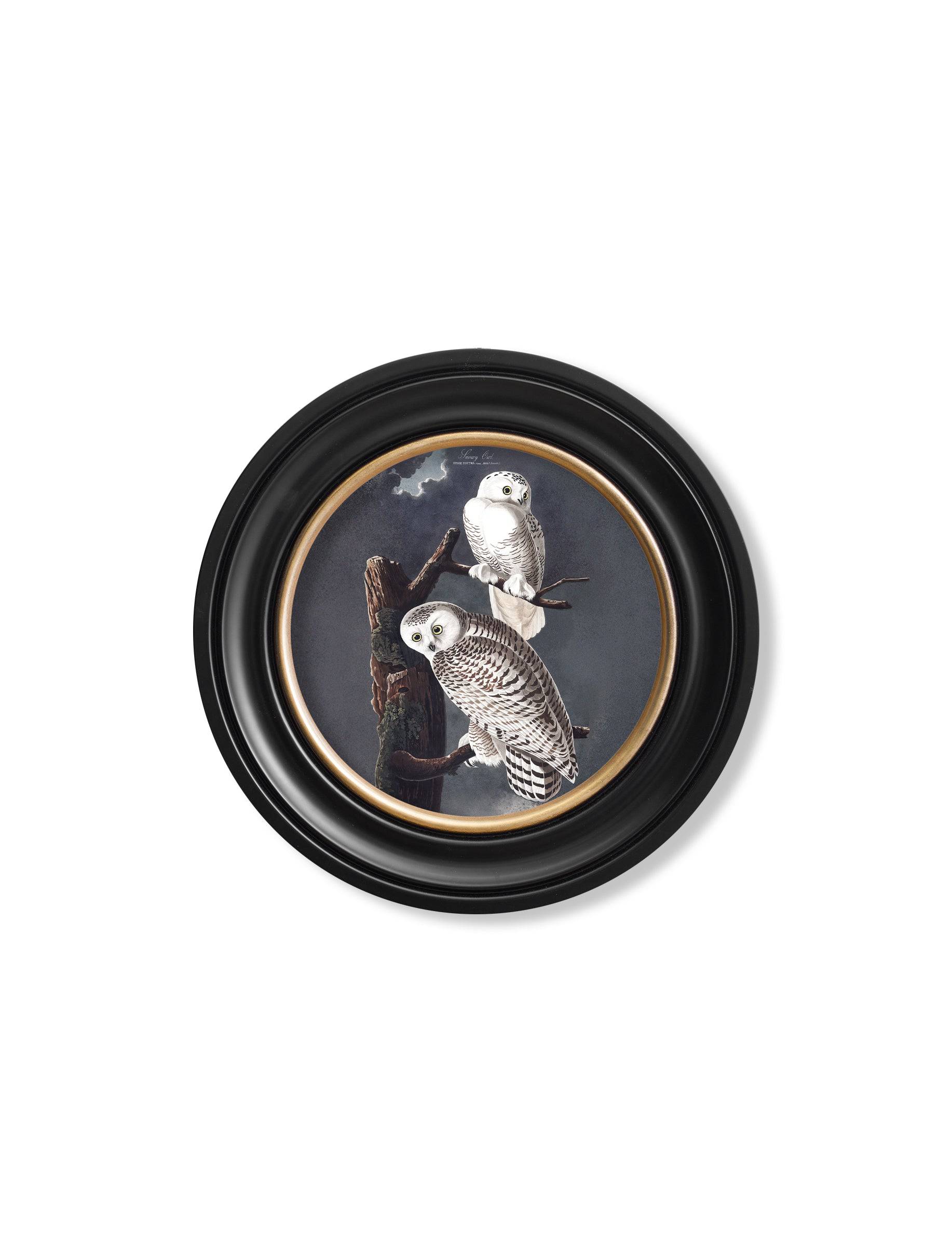 Get Grand 120cm c.1838 Audubon's Owls Statement Art in Round Wood Frame