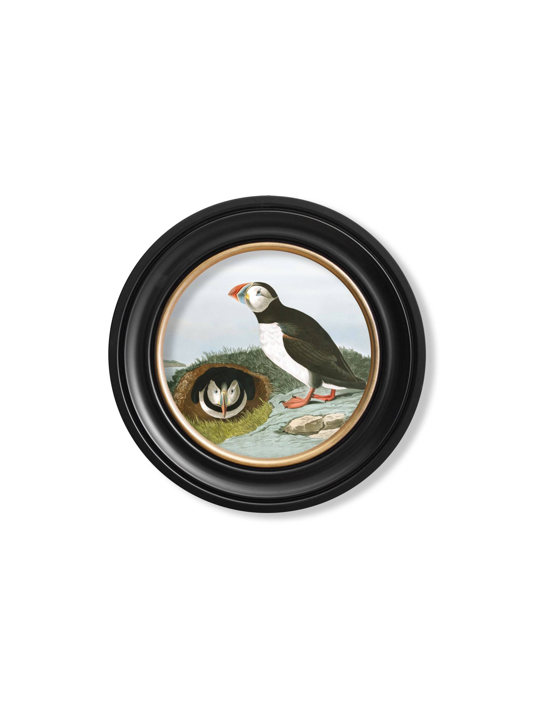 Get Grand 120cm c.1838 Audubon's Puffins Statement Art in Round Wood Frame