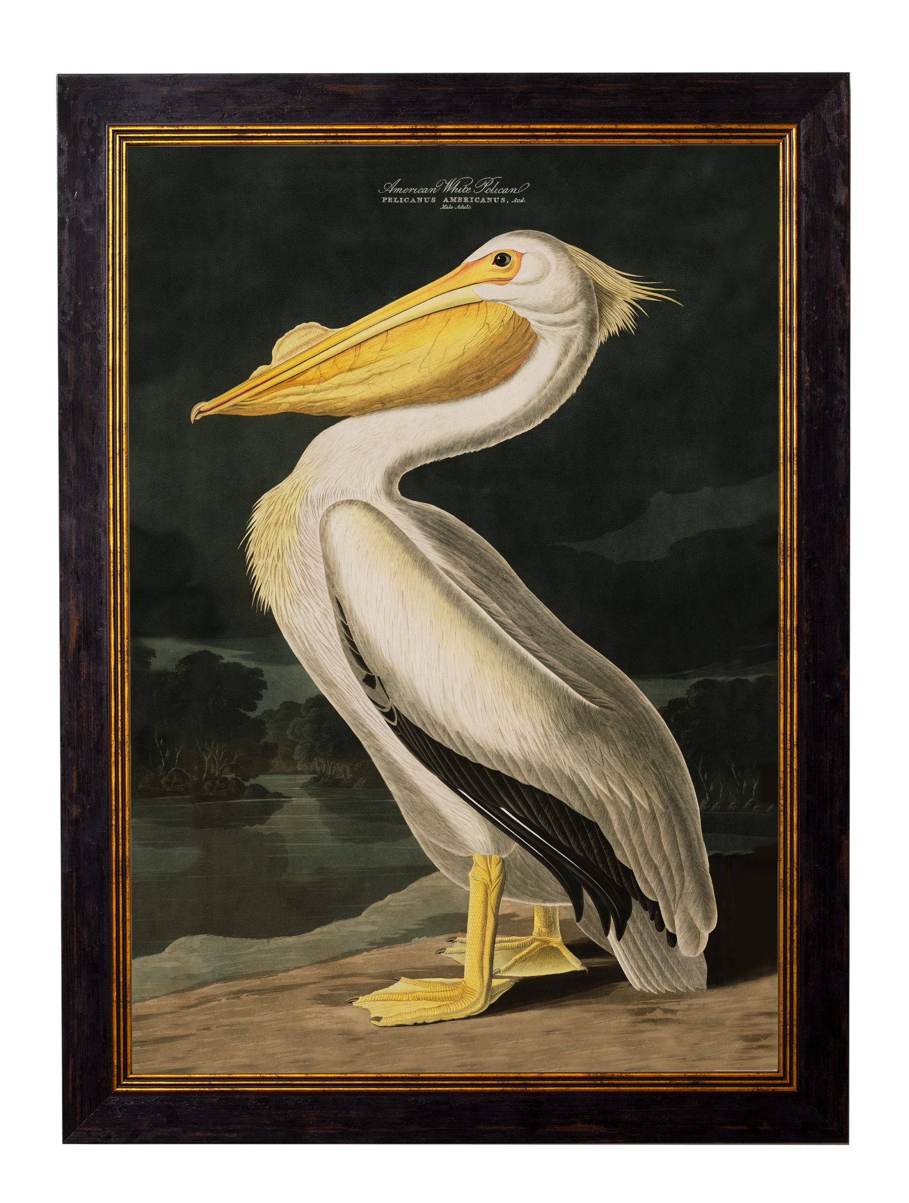 Get Grand 135cm c.1838 Audubon's Birds of America Statement Art in Wood Frame