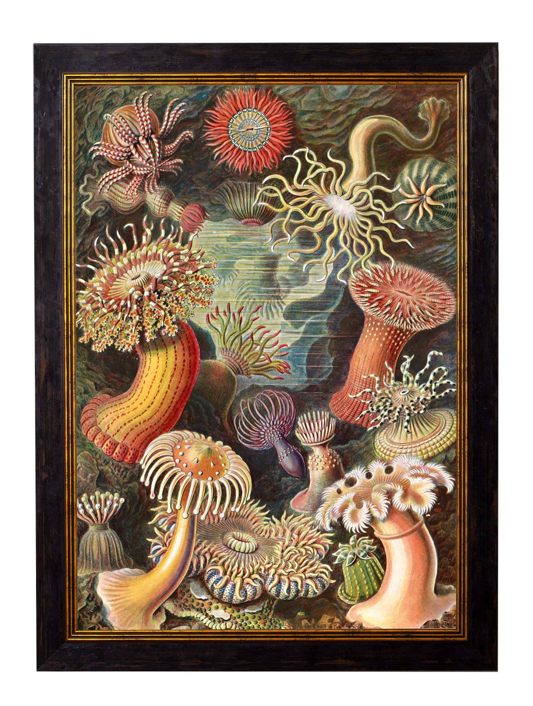 Get Large 50 x 70cm c.1904 Haeckel Flora Print in Sustainable Frame