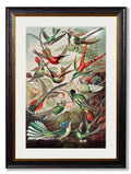 Get Large 70 x 95cm c.1904 Haeckel Hummingbirds Statement Print for Gallery Walls
