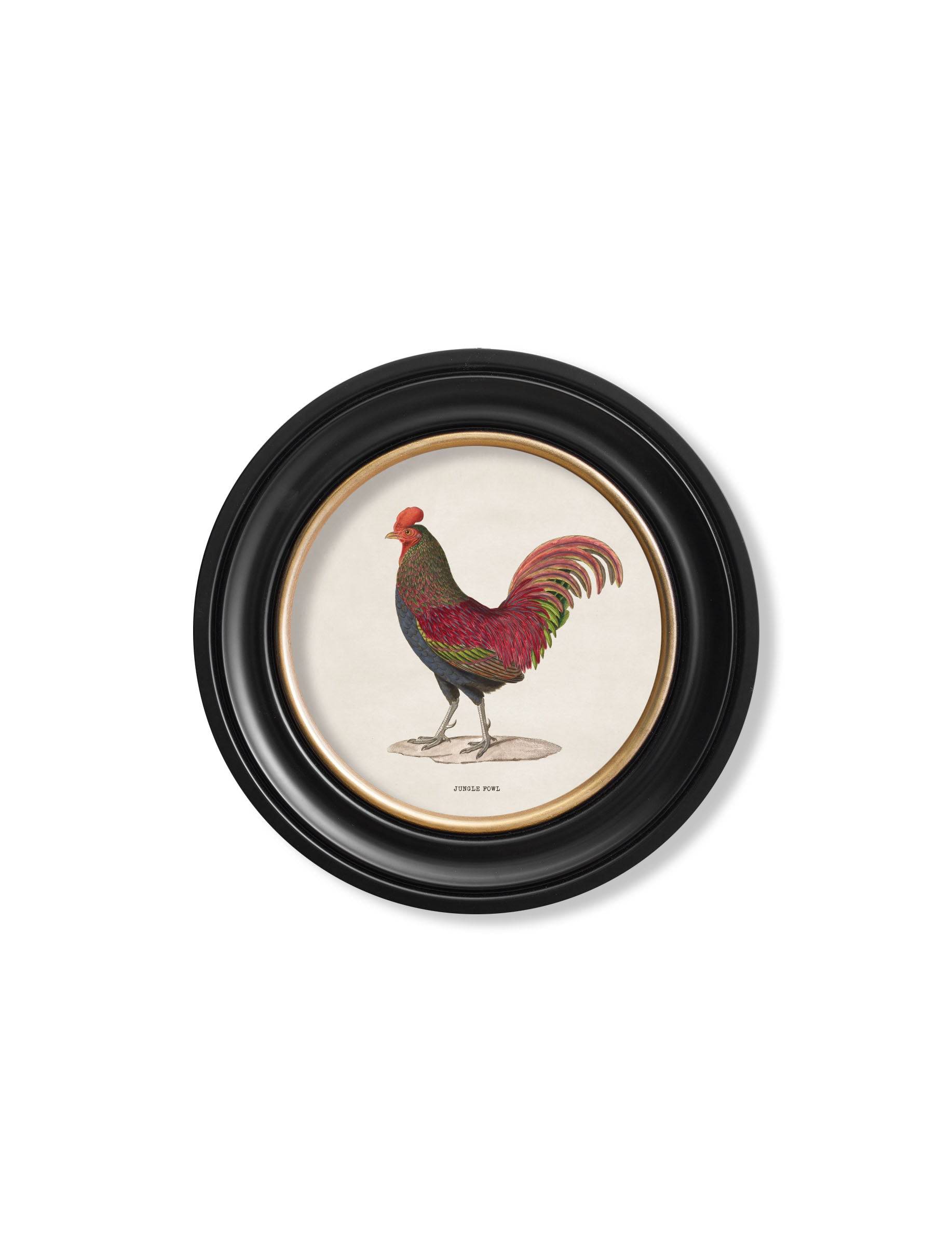 Get Large 70cm c.1838 Junglefowl Round Framed Prints for Gallery Walls