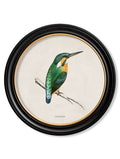 Get Large 70cm c.1870 Kingfisher and Bee Eater Round Prints for Gallery Walls