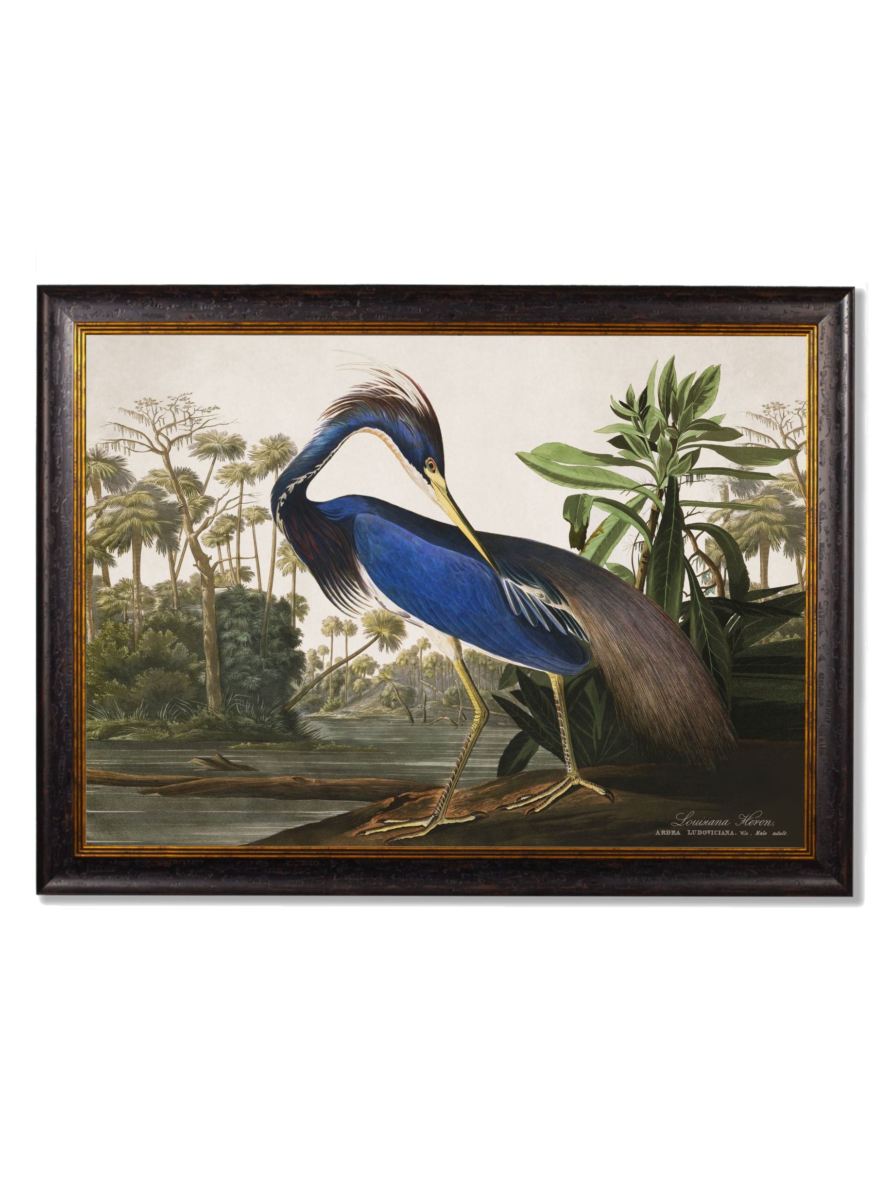 Get Set of 3 c.1838 Audubon Heron Prints for a Sophisticated Feature Wall