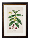 Get Set of 3 c.1877 Tea, Coffee and Chocolate Prints in Oxford Slim Frames