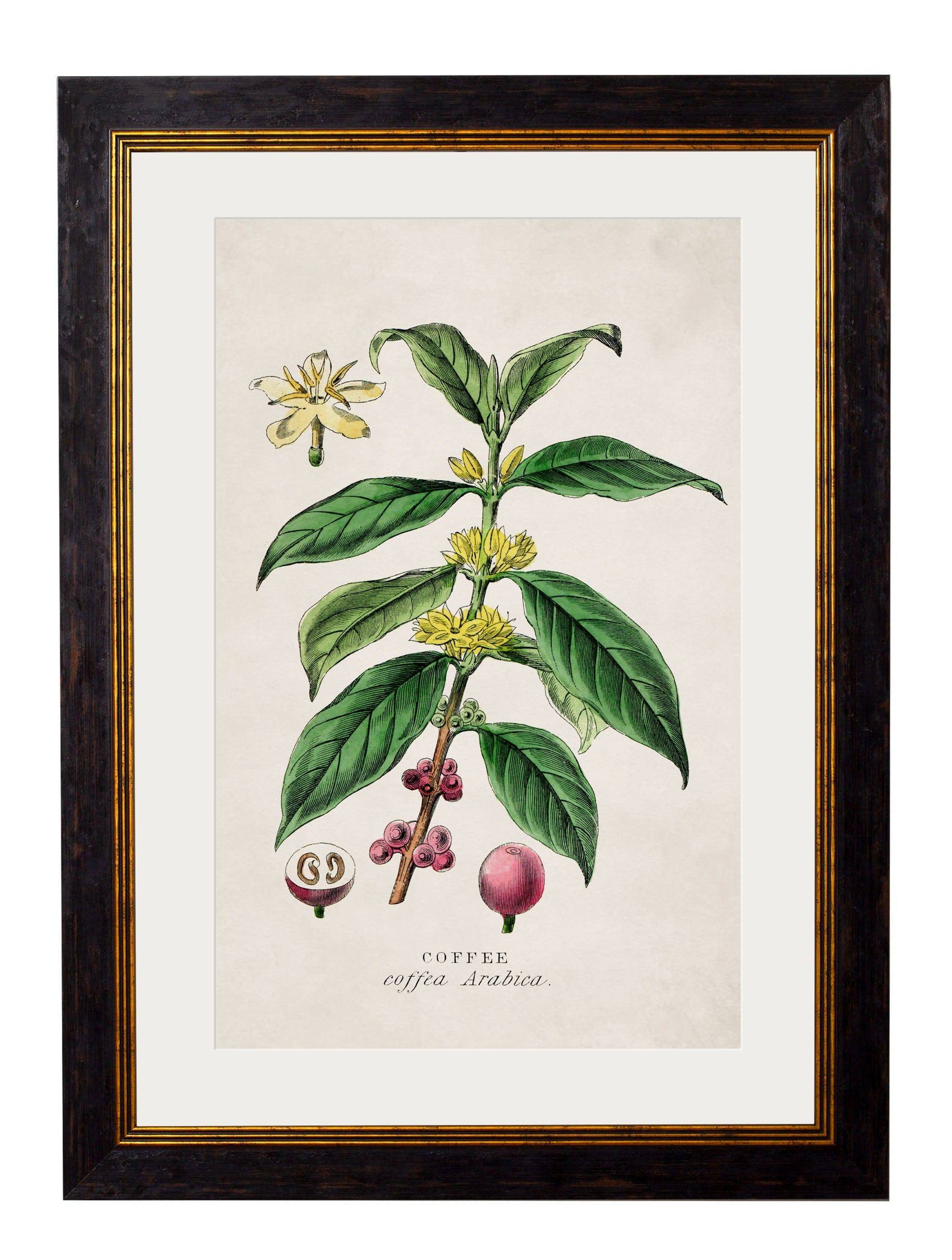 Get Set of 3 c.1877 Tea, Coffee and Chocolate Prints in Oxford Slim Frames