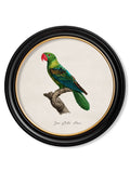 Get Set of 6 C.1800's Tropical Parrot Prints in Round Oxford Frames