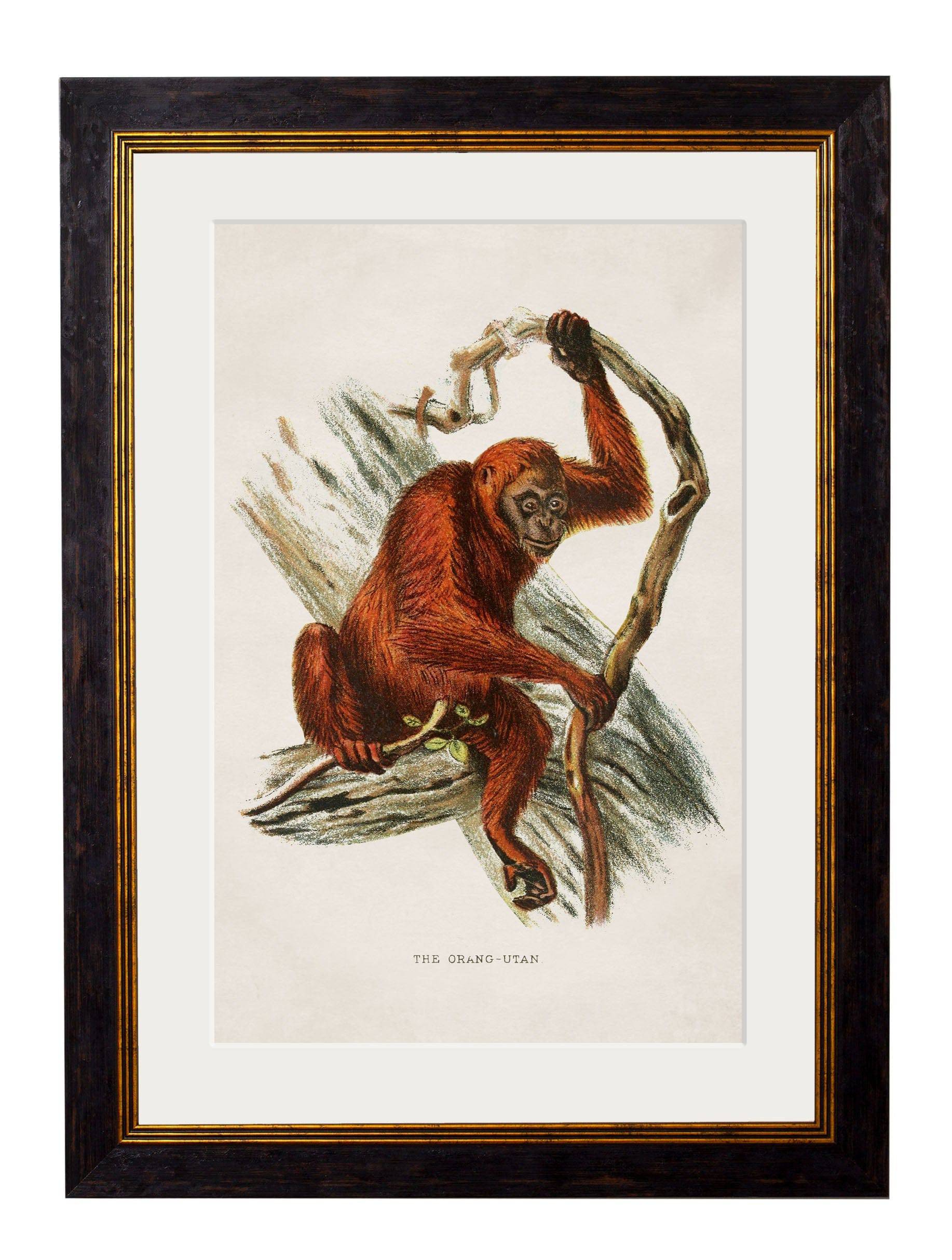 Get Set of 6 c.1910 Primate Prints in Oxford Slim Frames for Gallery Walls