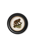 Get Set of 6 c.1910 Primate Prints in Round Oxford Frames for Gallery Walls