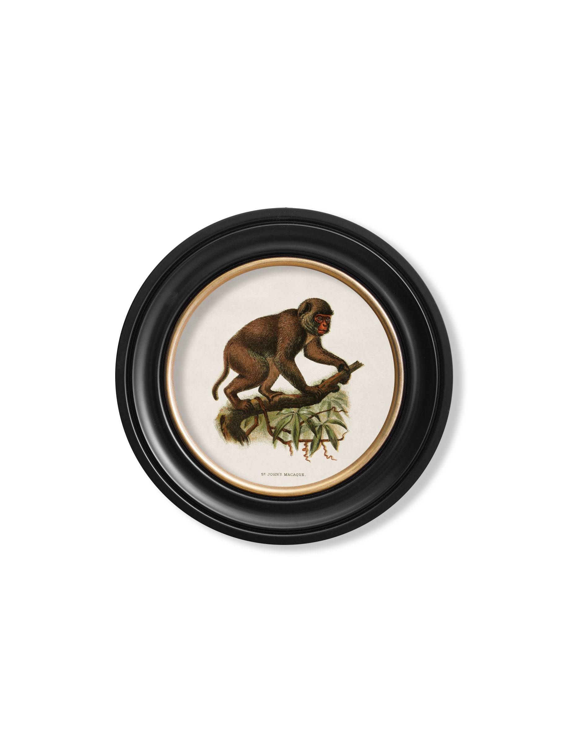 Get Set of 6 c.1910 Primate Prints in Round Oxford Frames for Gallery Walls