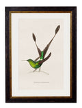 Get Set of 9 c.1833 Hummingbird Prints for a Large Gallery Wall Display