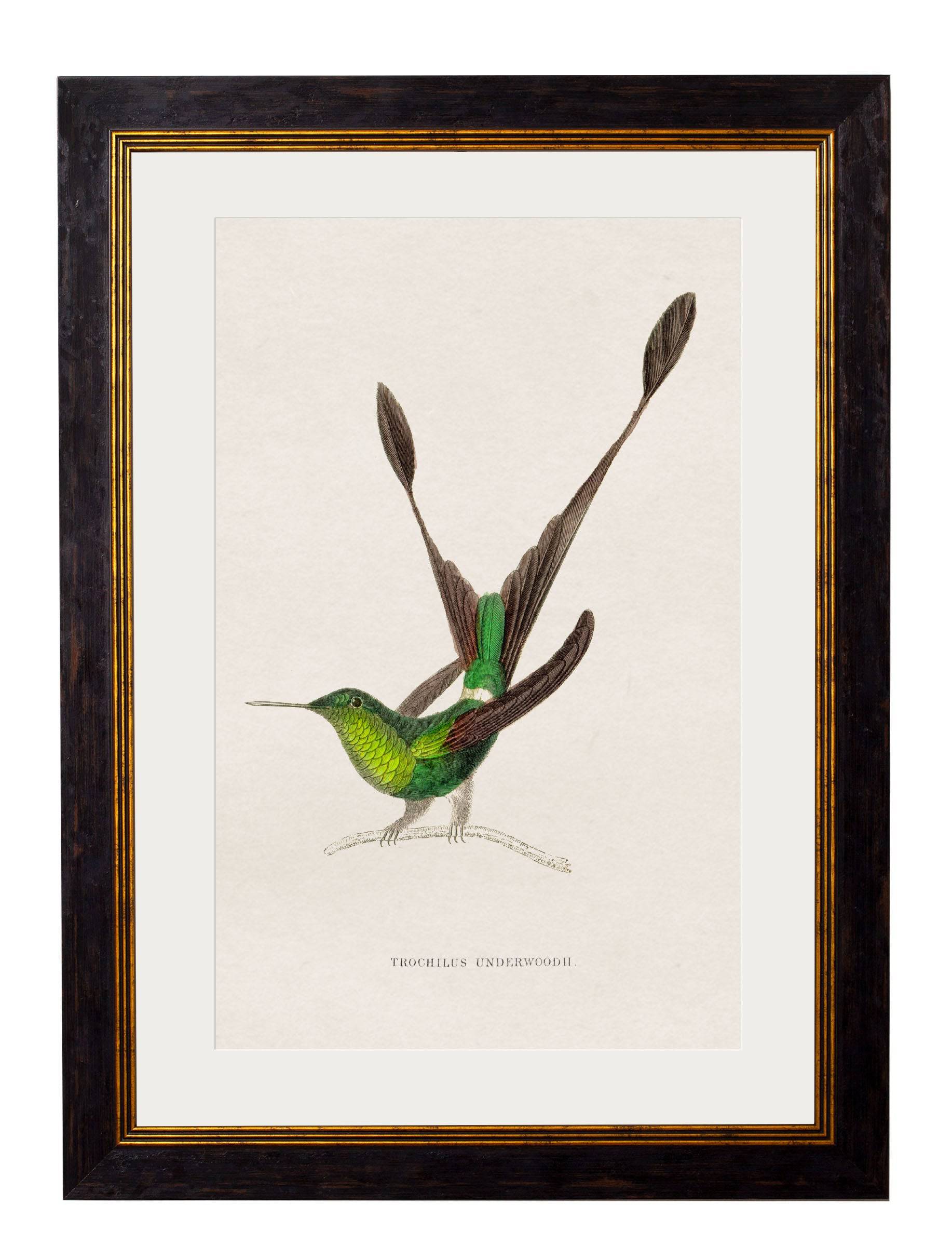 Get Set of 9 c.1833 Hummingbird Prints for a Large Gallery Wall Display