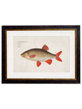 Get c.1785 Fresh Water Fish in Oxford Slim Sustainable Frames