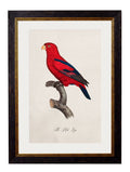 Get c.1800's Collection of Parrots in Oxford Slim Sustainable Frames
