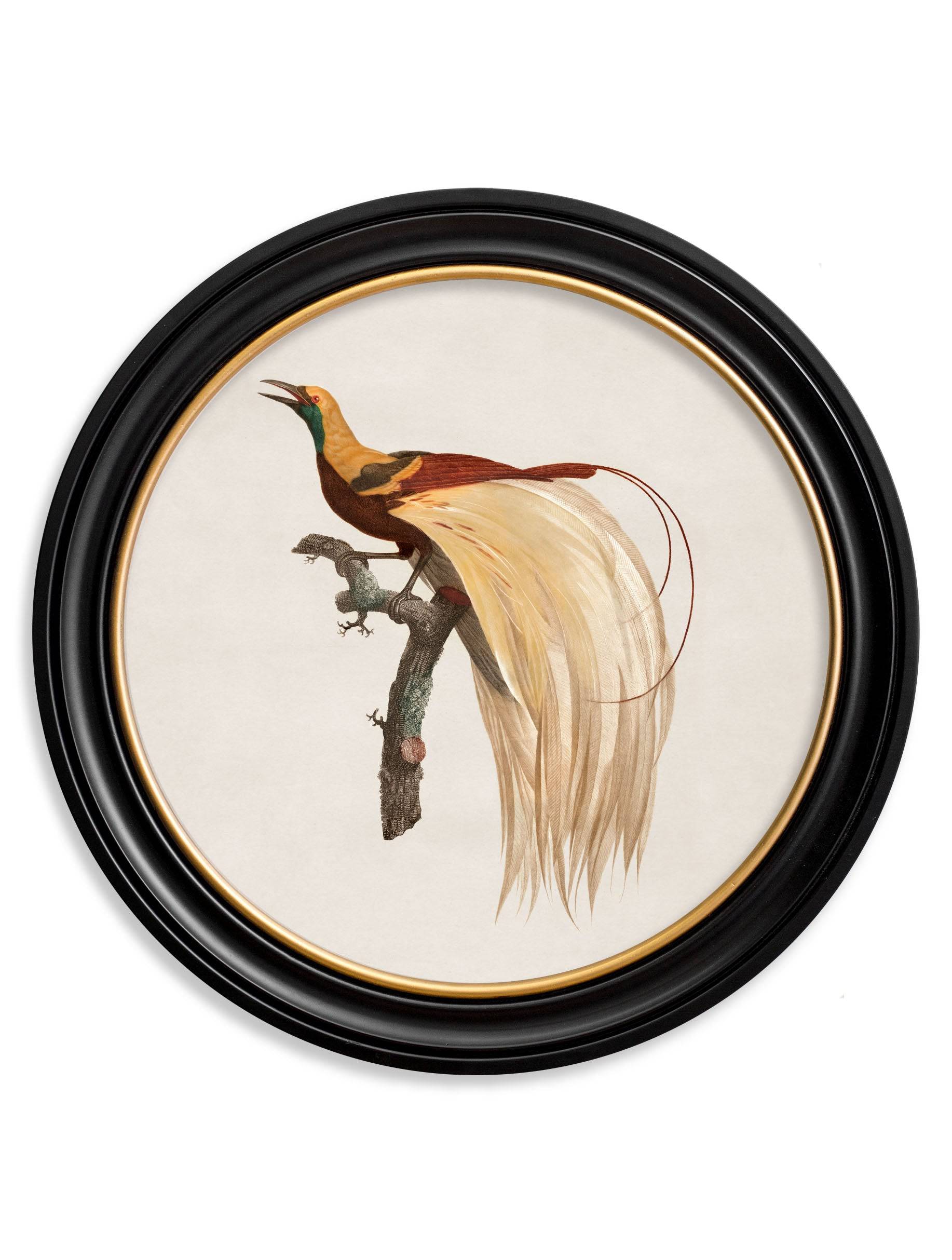 Get c.1809 Birds of Paradise in Oxford Round Sustainable Wood Frames
